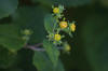 Siegesbeckia pubescens Siegesbeckia pubescens